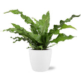 Microsorum diversifolium - Ø17cm - ↕45cm + pot Bruxelles D18x17cm - Esprit