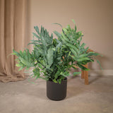Plante fougère Phlebodium Aureum bleue 17 cm