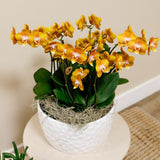 Lot de 3 orchidées orange avec panier en osier et réservoir d'eau