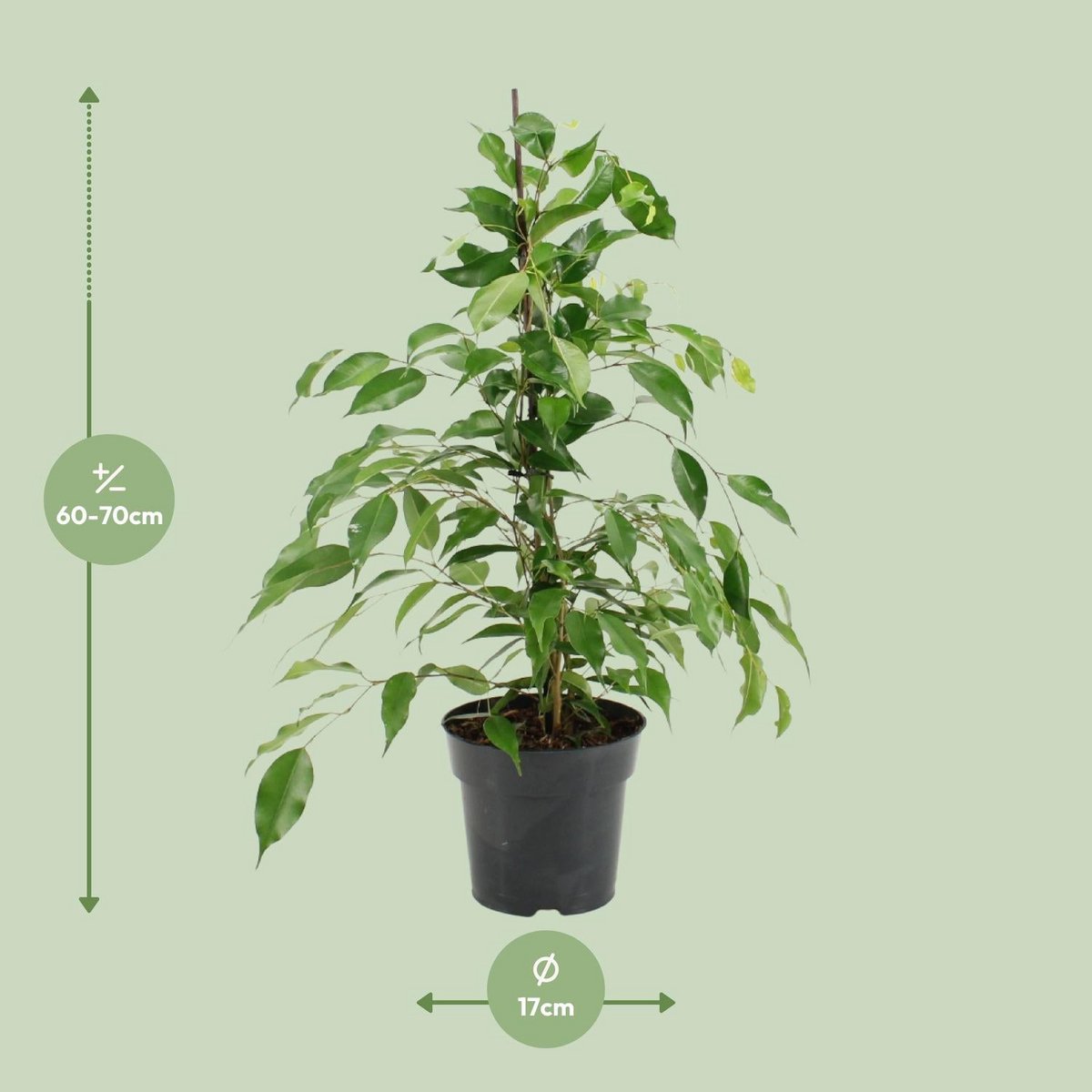 Ficus Benjamin Danita - Ø17cm - ↕70cm
