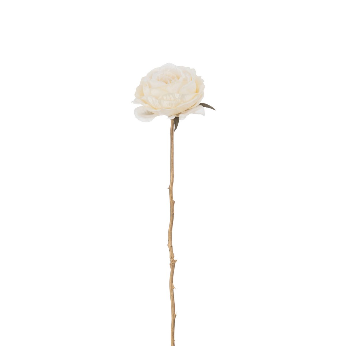 Détail de la plante J-Line Rose, mettant en avant ses couleurs crème et or.