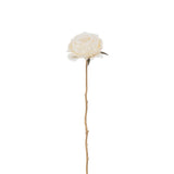 Détail de la plante J-Line Rose, mettant en avant ses couleurs crème et or.