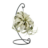 Plante Tillandsia King Xéro Ø12 cm hauteur 23 cm