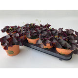 Oxalis triangularis look et goût - Ø12 cm - ↕20cm