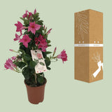Plante Mandevilla Sundaville rose
