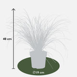 Carex Testacea Prairie Fire - Ø19cm - ↕40cm - Ø19 - ↨40cm