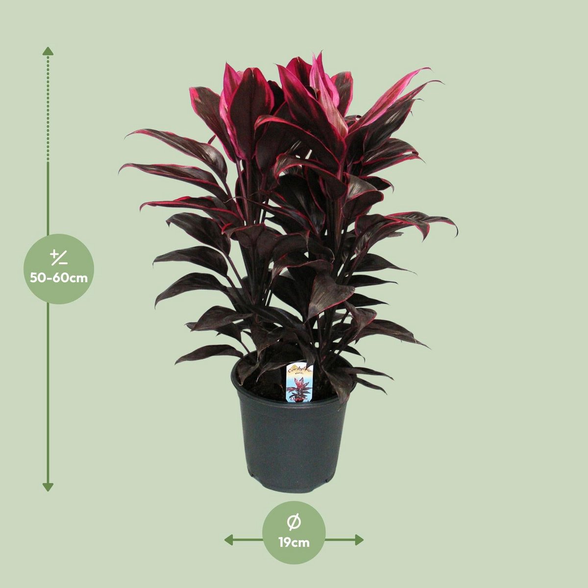 Cordyline Things - Ø19cm - ↕55cm