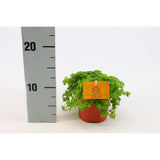 Plante aluminium Pilea 12 cm