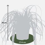 Carex Feather Falls - Ø23cm - ↕60cm - Ø14 - ↨30cm