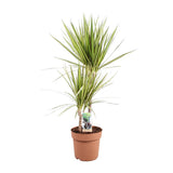 Dracaena marginata sunray - Ø21cm - ↕80cm