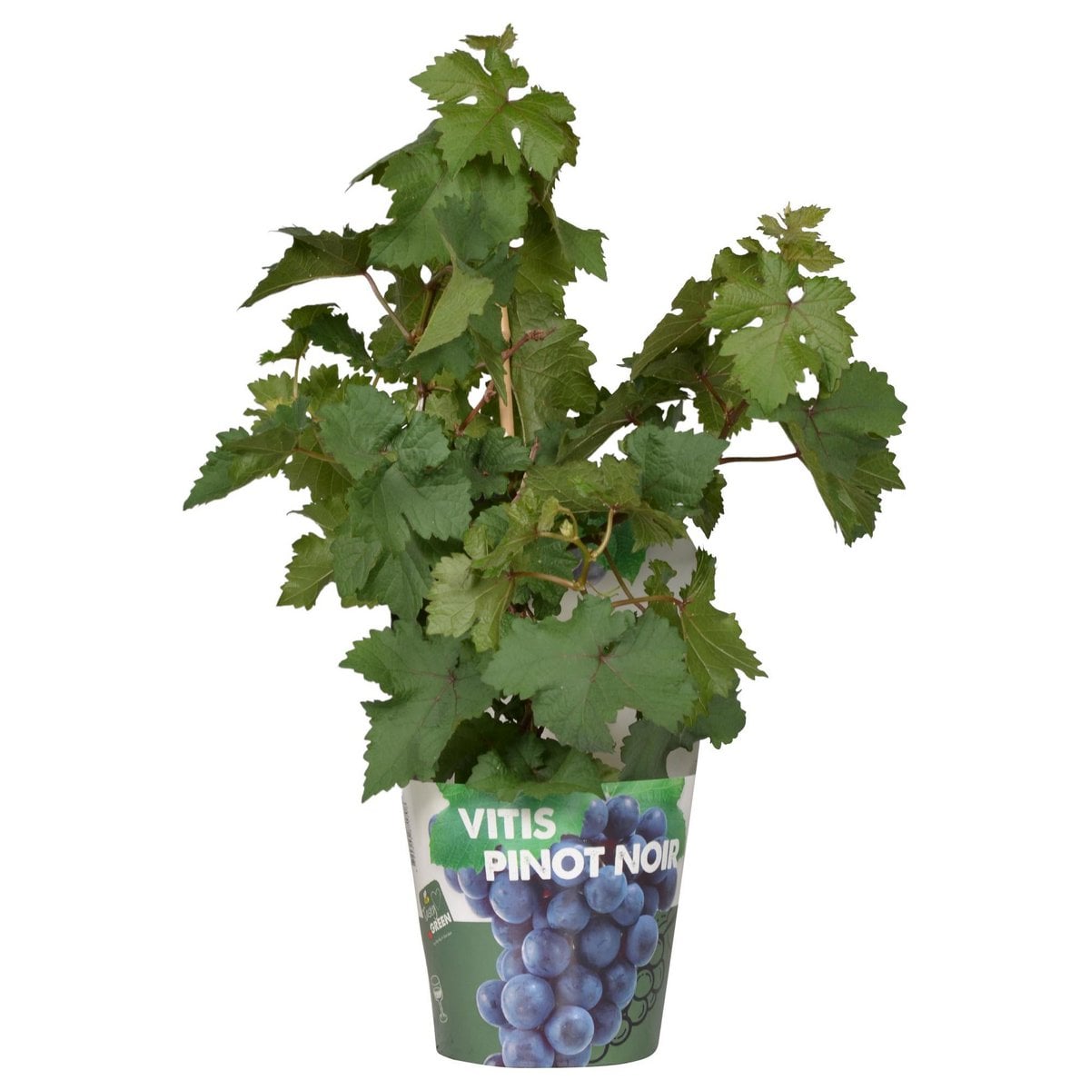 Vitis Pixie Pinot Noir - Raisin nain compact avec grappes de raisins