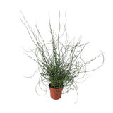 Sildrefamilien Spirale - Ø12cm - ↕30cm