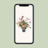 Photinia Fras. 'Marbre rose' - Ø19cm - ↕30cm
