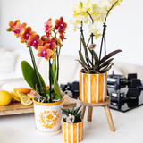 Cache-pot en céramique peint rayé orange Ø6 cm