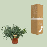 Plante artificielle Phlebodium bleu Ø26 cm