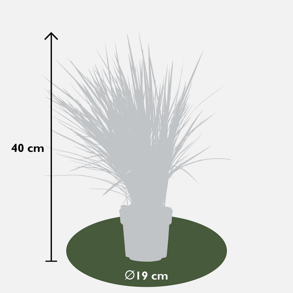 Dianella Coolvista - plante exposée au soleil