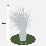 Dianella Coolvista - plante exposée au soleil