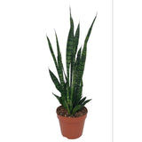 Sansevieria Zeylanica - Ø17cm - ↕75cm
