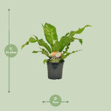Begonia Nest - Ø117cm - ↕60cm