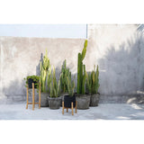 Le Charcoal Low - Noir Naturel - S
