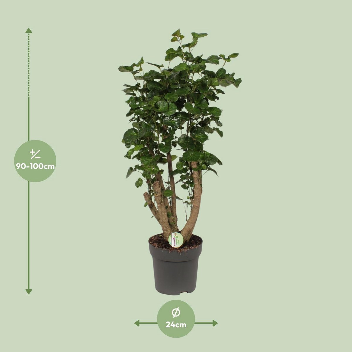 Polyscias citron - Ø24cm - ↕95cm