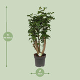 Polyscias citron - Ø24cm - ↕95cm