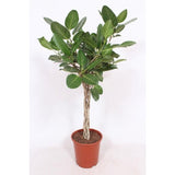Ficus benghalensis - Ø27 ↕120
