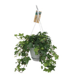Plante grimpante hedera helix Ø17 cm