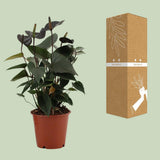 Plante Anthurium Black Love Ø12 cm Hauteur 36 cm
