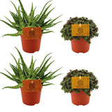 Lot de 2 aloe spider et 2 callisia turtle Ø10,5 cm