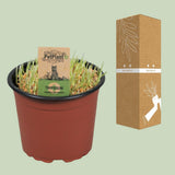 Triticum. Kattegras Petplant - Ø12cm - ↕10cm