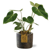 Plante artificielle Philodendron Glorious en pot brun Ø15 cm H40 cm