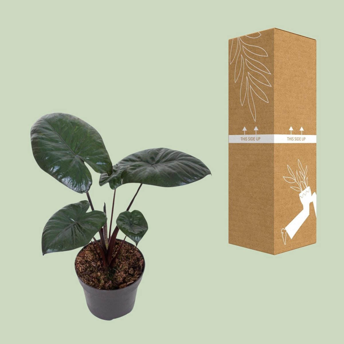 ALOCASIA Chocolate exposée dans un coin lumineux