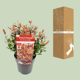 Phrasia phrasei. 'Chico's® - Ø19cm - ↕25cm