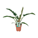 Philodendron étroit - Ø19cm - ↕90cm