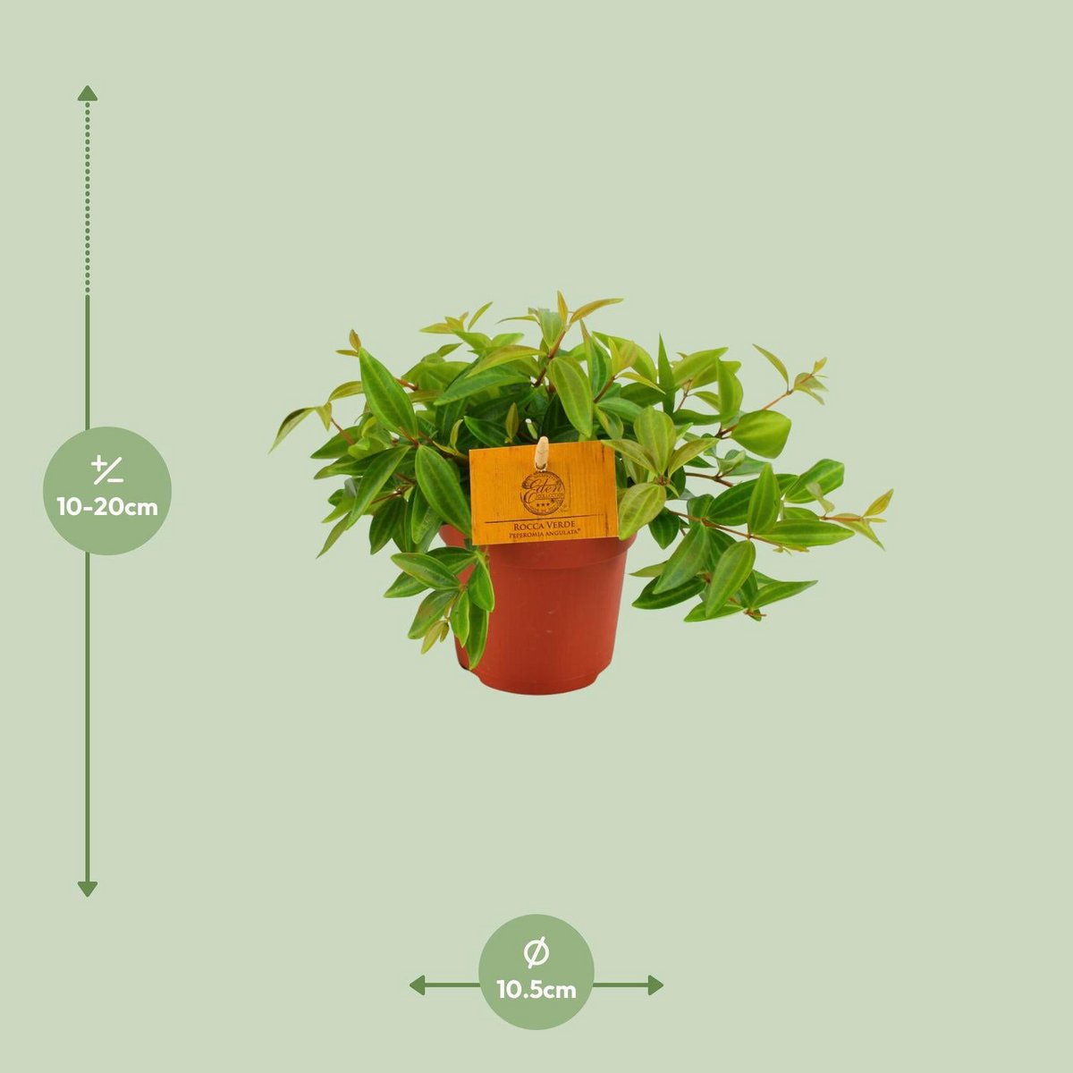 Peperomia Ang. Rocca viva - Ø11cm - ↕15cm