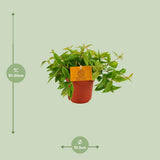 Peperomia Ang. Rocca viva - Ø11cm - ↕15cm