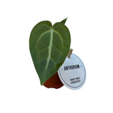 Anthurium magnifique - Ø6cm - ↕20cm