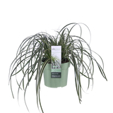 Carex Feather Falls - Ø23cm - ↕60cm - Ø14 - ↨30cm