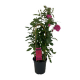 Rosa Sparkling Select P22 - Ø22cm - ↕70cm