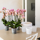 Élégance et simplicité du pot décoratif Como