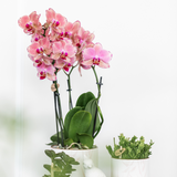 Lot de 4 orchidées Phalaenopsis Pirate Picotee en pot 12 cm