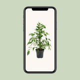 Ficus Benjamin Danita - Ø17cm - ↕70cm