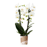 Orchidée Phalaenopsis blanche en pot 9 cm