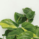 Philodendron Scandens Brasil - 4 pièces - ø12cm - ↕15cm