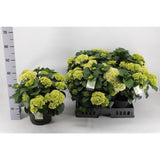 Plante artificielle hortensia blanche Ø23 cm
