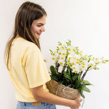 Lot de 3 orchidées blanches Lausanne et 3 plantes vertes en pot coton 9 cm