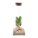 Tube en verre verrouillable avec LED transparent