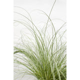 Carex Comans 'Frosted Curls' - Ø14cm - ↕30cm