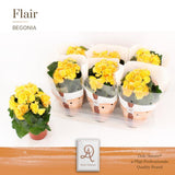 Begonia nadine P14 Dolc'amore® Flair - Ø14cm - ↕31cm